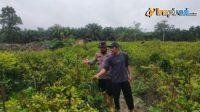 IMG-20250205-WA0013