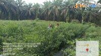 IMG-20250214-WA0022