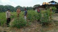IMG-20250217-WA0041