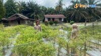 IMG-20250227-WA0027
